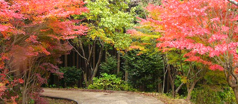 高山森林公園 橋本市 の紅葉 和歌山doナビ